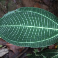 Miconia calvescens DC.